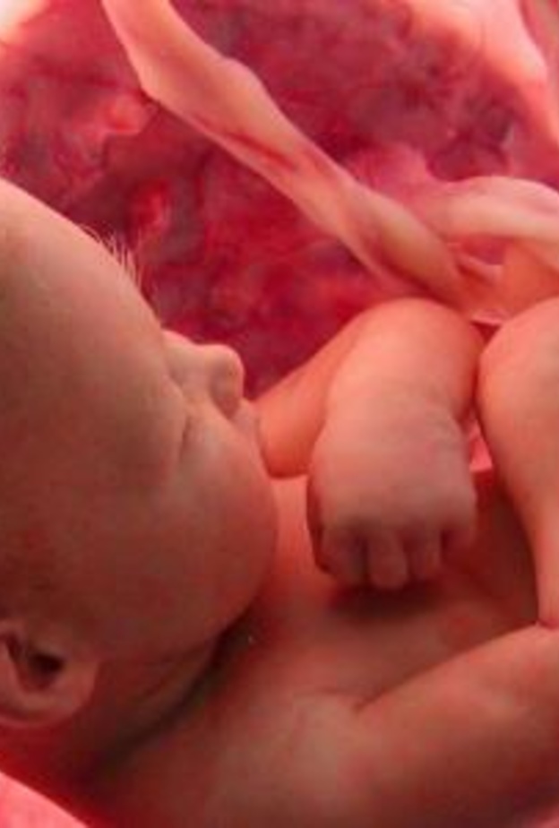 أهم الأطعمة للحامل لتقوية قلب الجنين اثناء الحمل