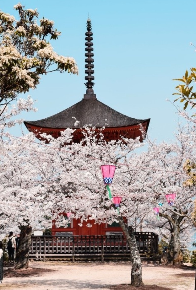 3 وجهات آسيوية لرؤية أزهار الكرز هذا الربيع