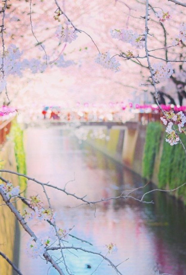 حديقة هيتاشي سي سايد اليابان افضل اماكن شهر العسل في الربيع