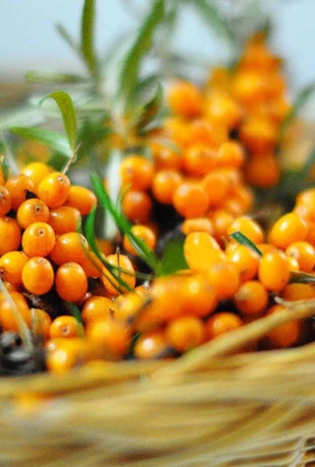 فوائد النبق الجاف لانقاص الوزن