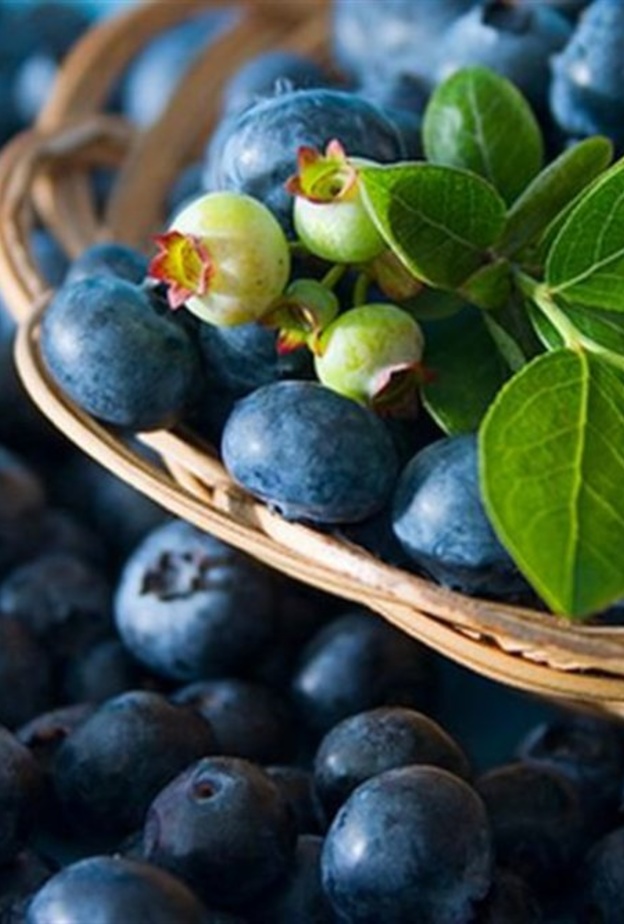 التوت الأزرق ينظف الكبد من السموم