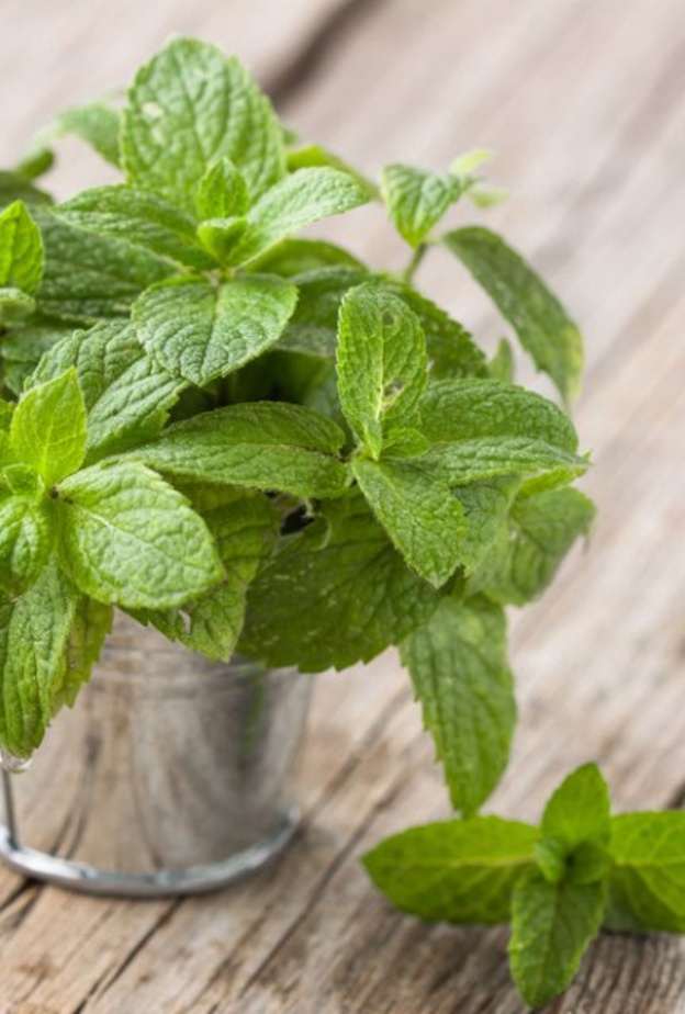 النعناع يعتبر فاتح للشهية