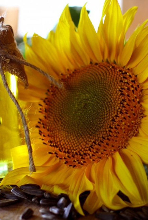 فوائد بذور عباد الشمس للتخسيس