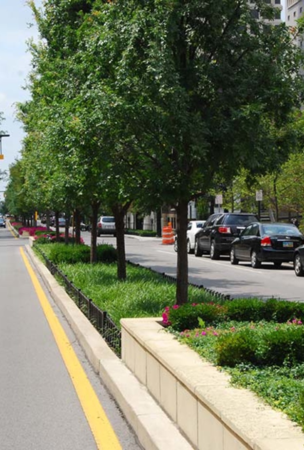 الأشجار في المدن تؤثر على صحة السكان بشكل إيجابي