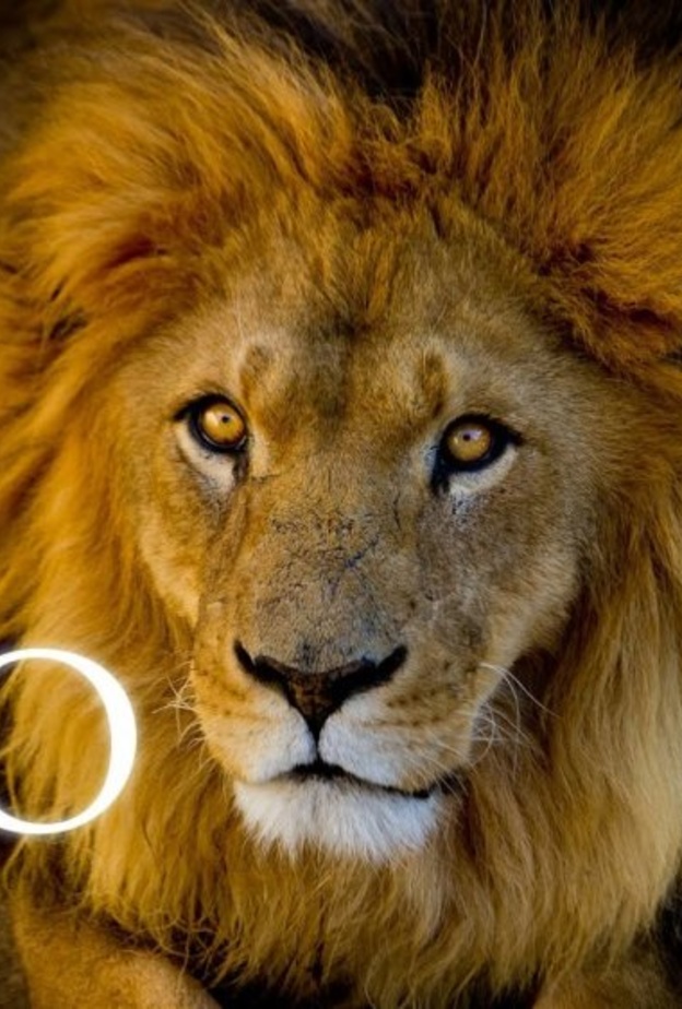  الاعتراف بالخطأ من الجانب الأخر يجعل مواليد برج الأسد في حالة هدوء