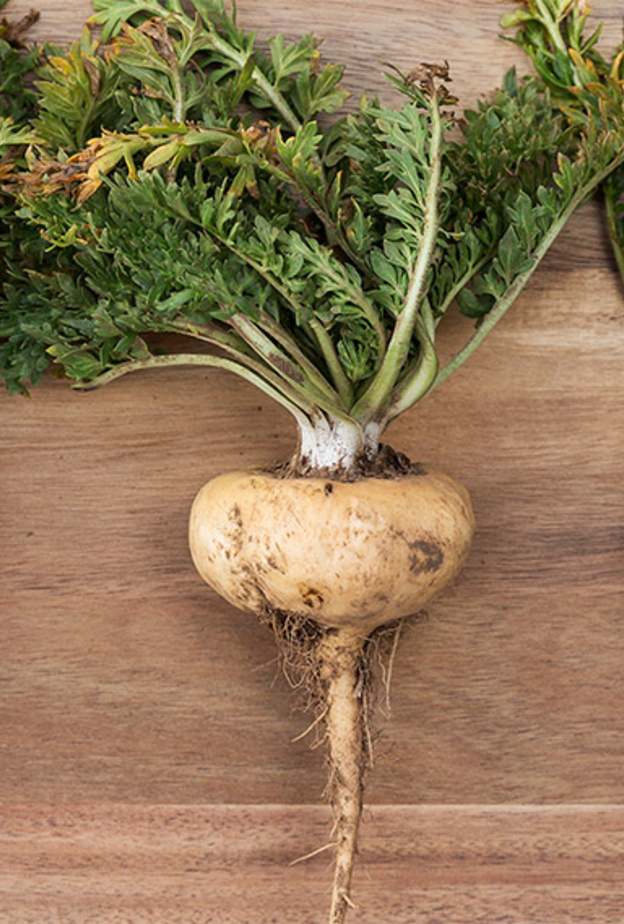  جذور الماكا تحسن الصحة الجنسية