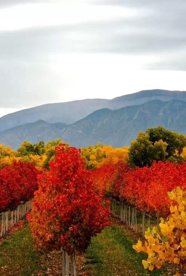 احتفالات المكسيك بالاستقلال