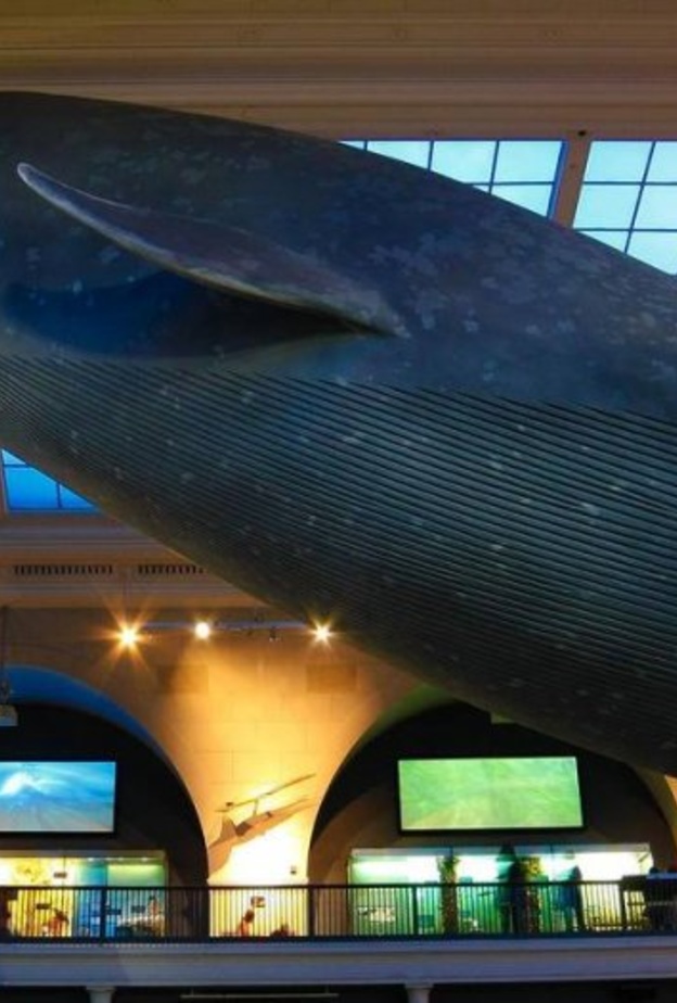 الحوت الأزرق الكبير في قاعة ميلشتاين لحياة المحيط