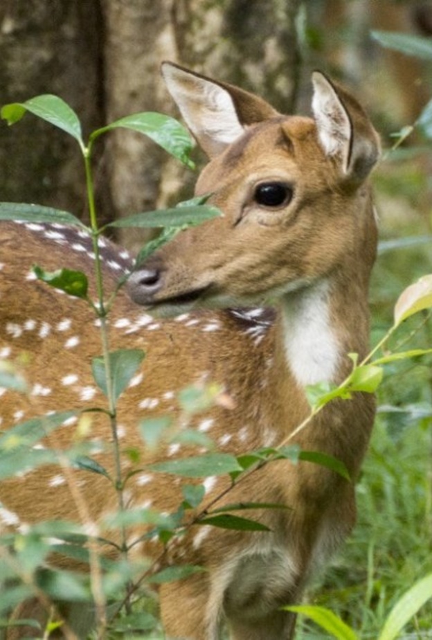 حديقة يالا الوطنية Yala National Park 