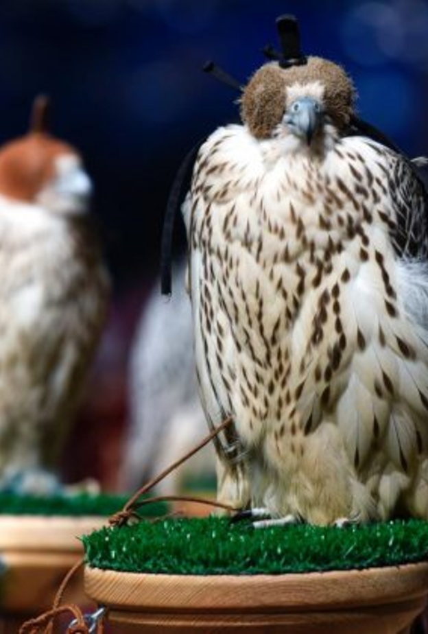 انطلاق معرض الصقور في نسخته الثانية في الرياض