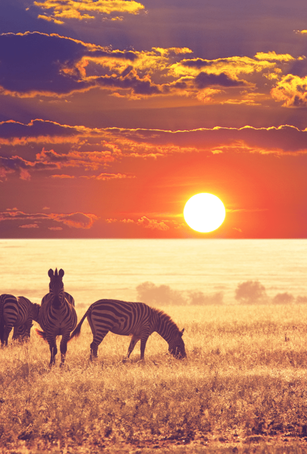 متنزه سيرينغيتي الوطني (Serengeti National Park)، تنزانيا