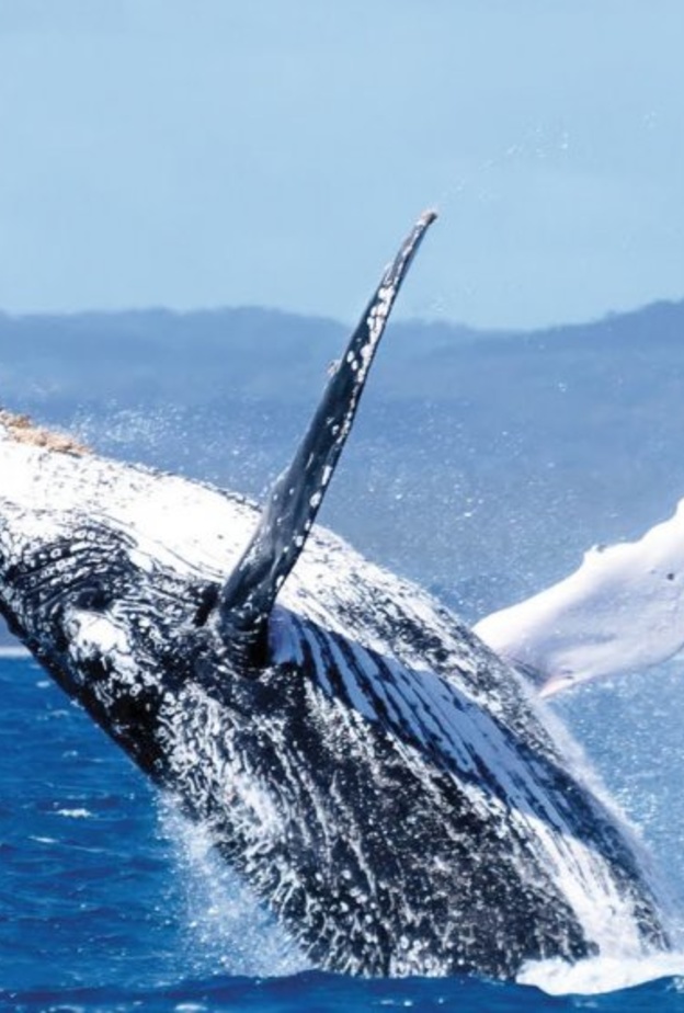 الكنغر في جزيرتهم