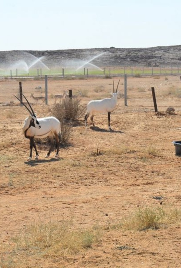 وجهة ترفيهية رائدة للعائلات والأفراد بالسعودية