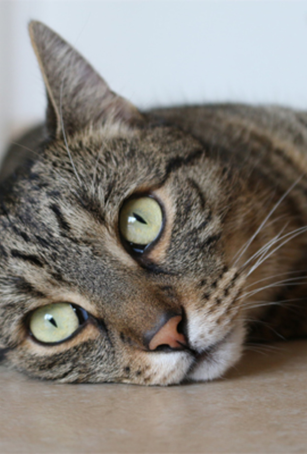  تجنب الاقتراب من القطط المريضة يقي من الأمراض