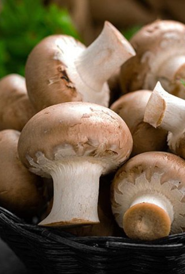 الفطر يقوي مناعة الجسم