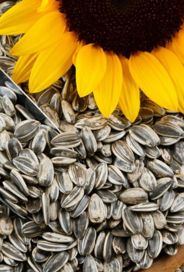 فوائد لب عباد الشمس للتخسيس