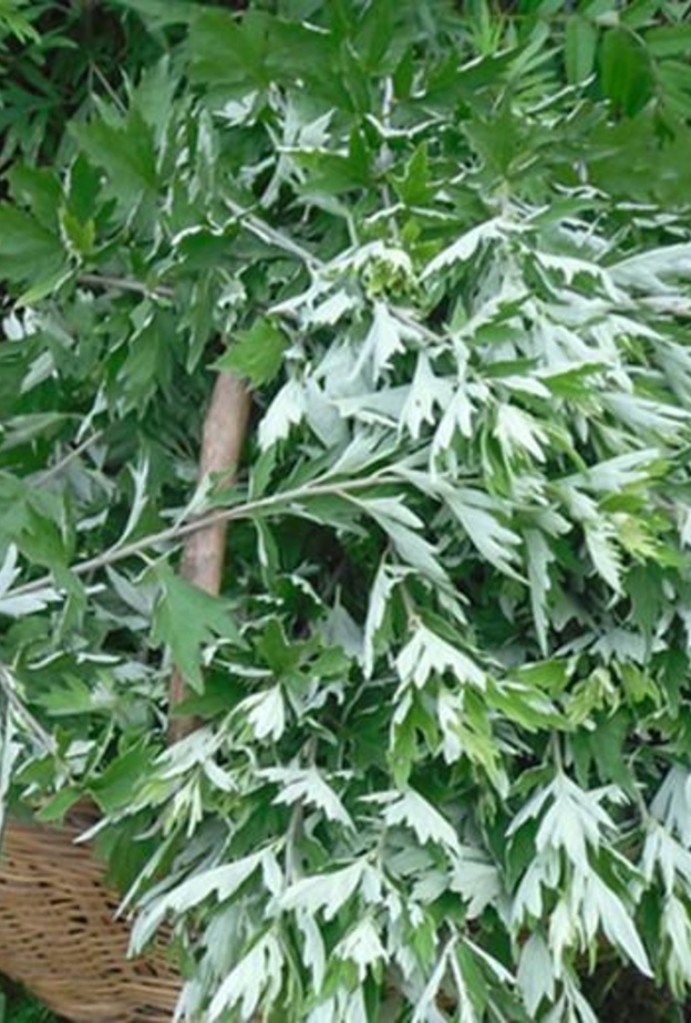  نبات الشيح ينشط الدورة الدموية