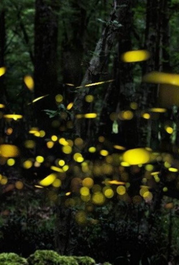 اكتشاف Kuala Selangor Fireflies Resort Park