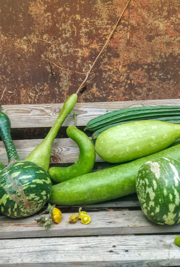 فوائد القرع الاخضر الصحية