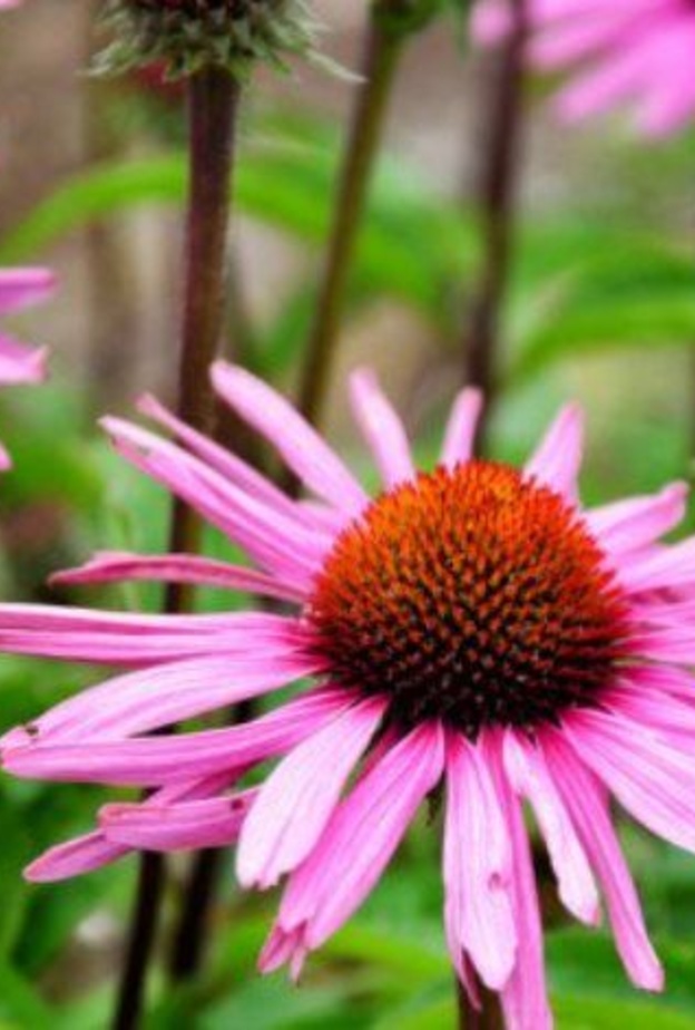 عشبة الإخناسيا تقي من الأمراض التهابية