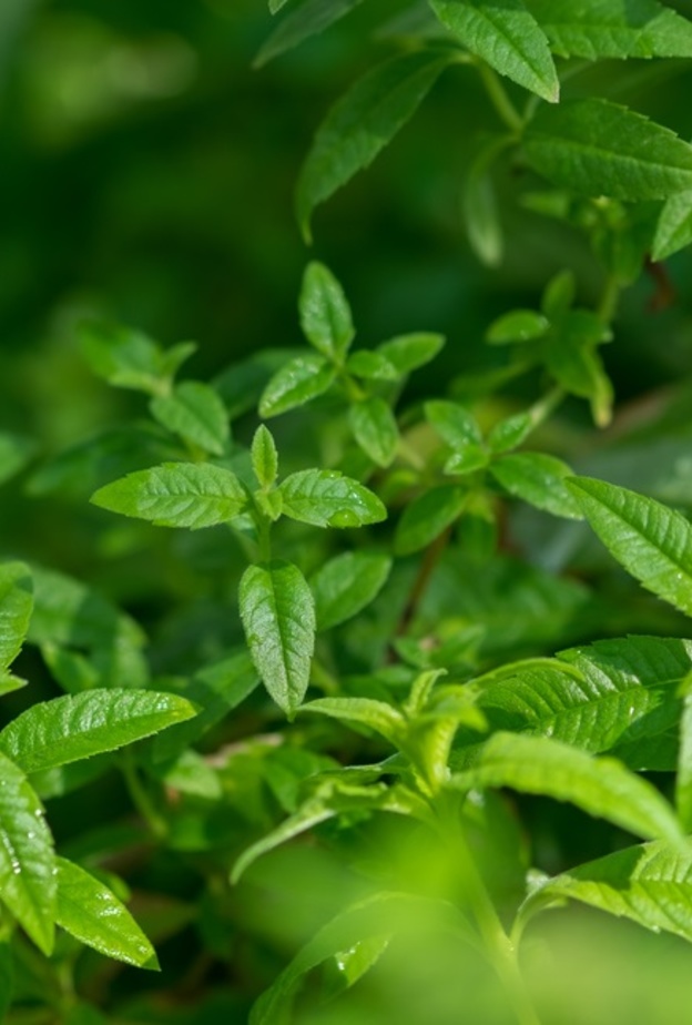 فوائد عشبة اللويزة الصحية