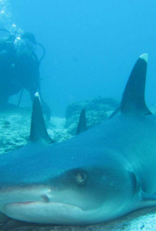 اسماك القرش في جزر غالاباغوس