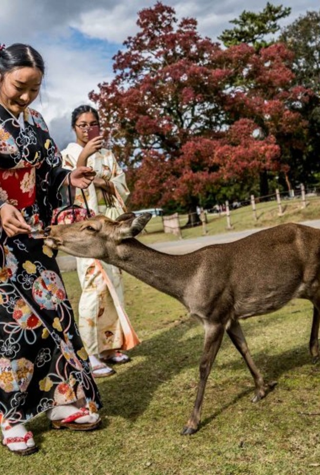 أطعم الغزلان في منتزه نارا