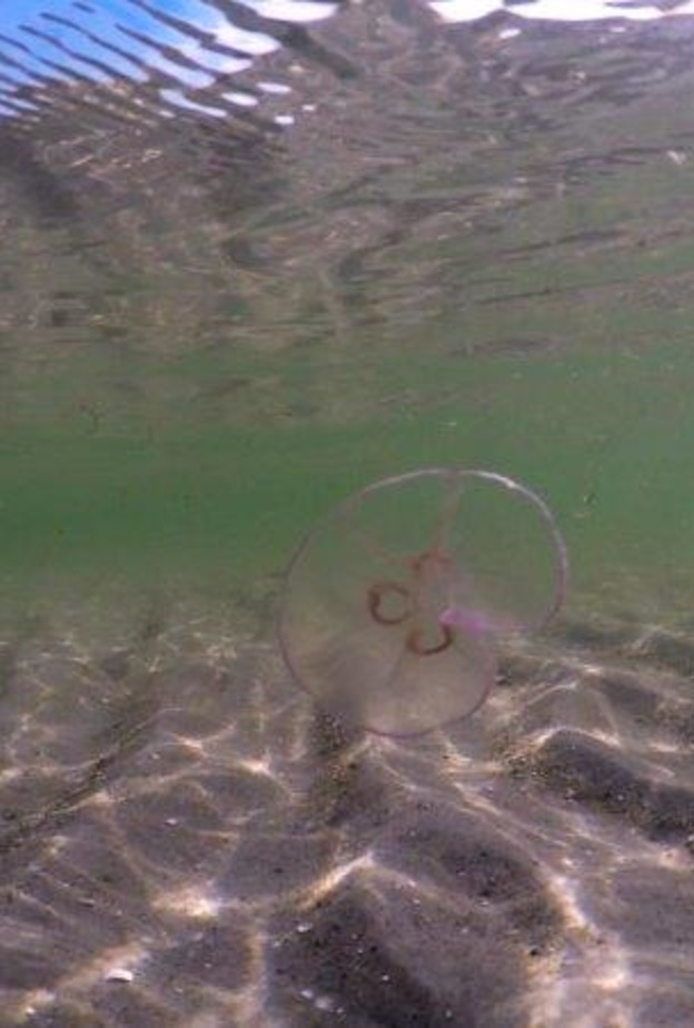 أفلام فنية عالمية ضمن برنامج مركز جميل للفنون لشهر يناير الحالي