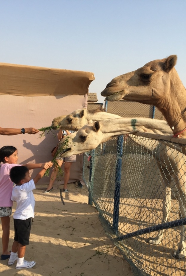  أنشطة متعددة بميزانية مناسبة مع QiDZ