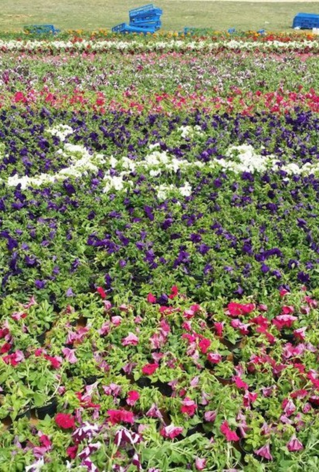 الورود تزين جنبات مهرجان ألوان الربيع المرتقب