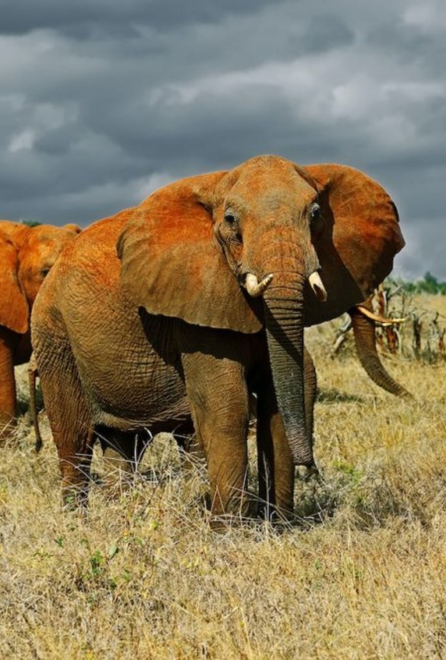 وجهات تستحق الزيارة بحيرة ناكورو