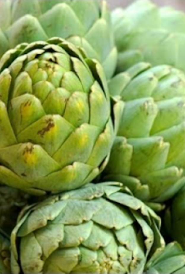 أوراق الخرشوف تعزز صحة الكبد و القولون