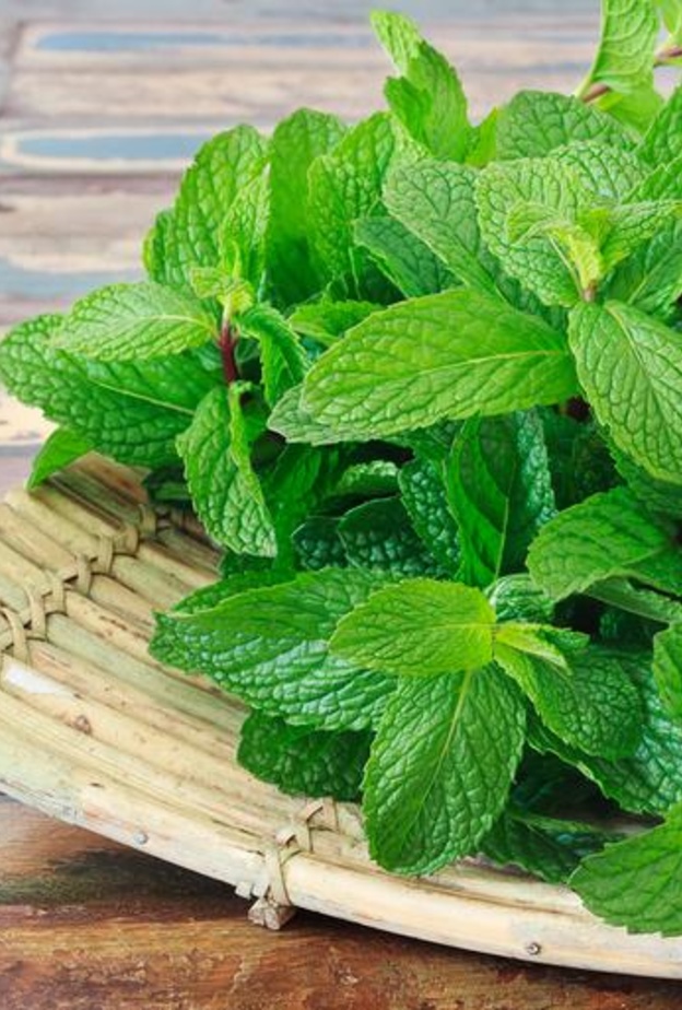  النعناع يقي من الأمراض السرطانية