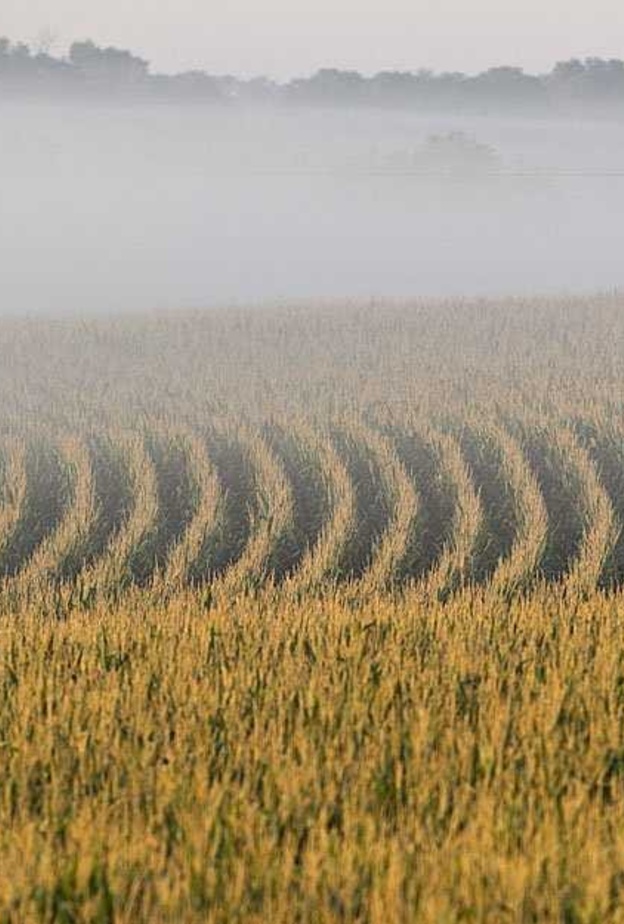 استخدم شواؤتو الة نثر البذور لكتابة العبارة فوق حقل الذرة