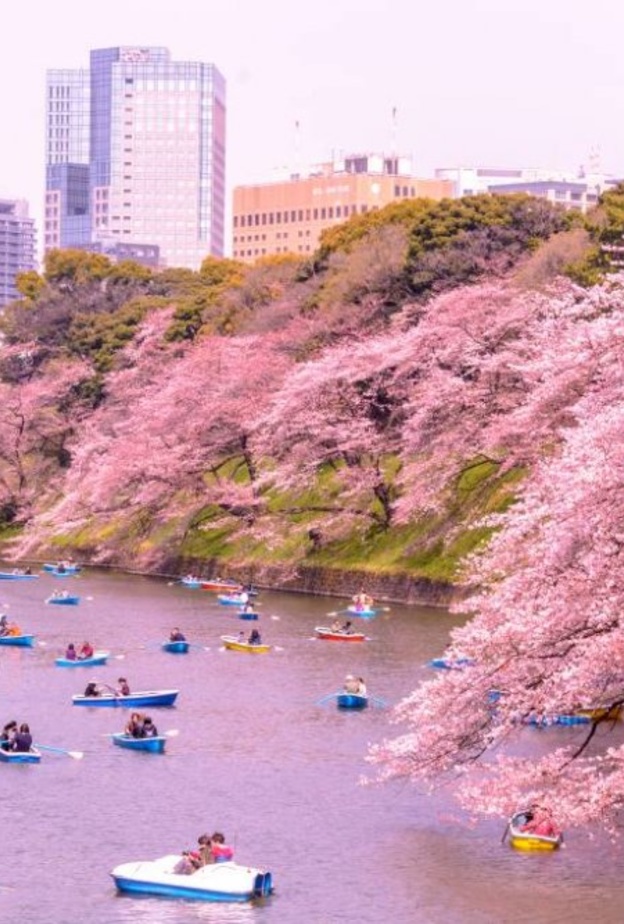  ازهار الربيع في طوكيو