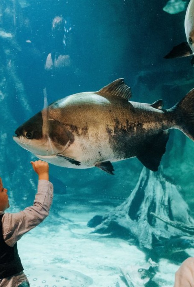 حديقة أكواريوم جورجيا Georgia Aquarium