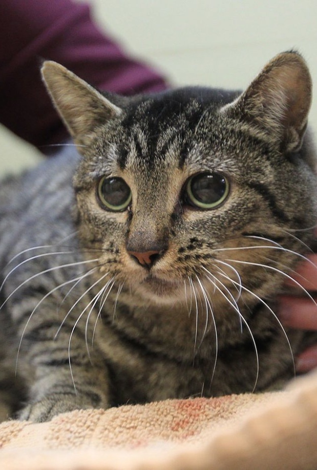 فيروس كورونا الجديد