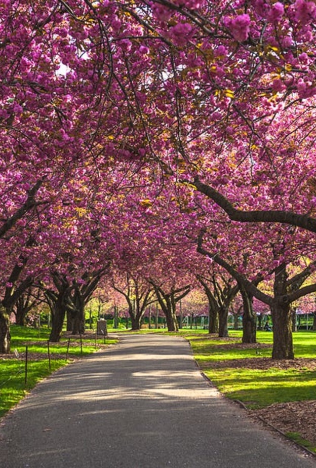 موسم تفتح اشجار الكرز في نيويورك