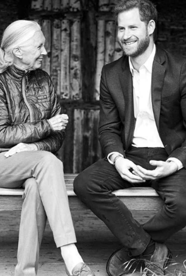 الأمير هاري ود. جين جودال