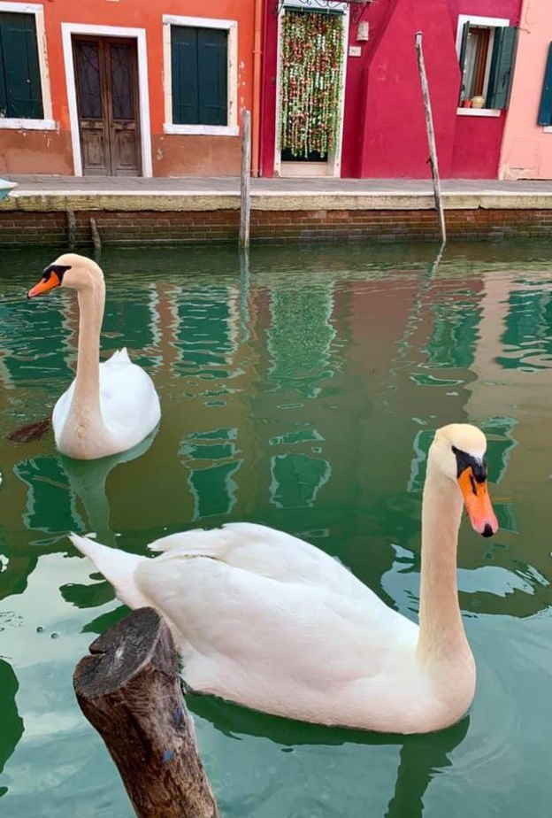 حيوانات تتجول في مدن العالم اثناء الحجر الصحي