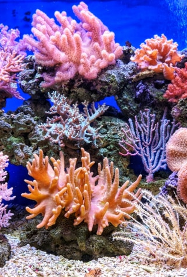  شعاب مرجانية في فيتنام - Q.U.I