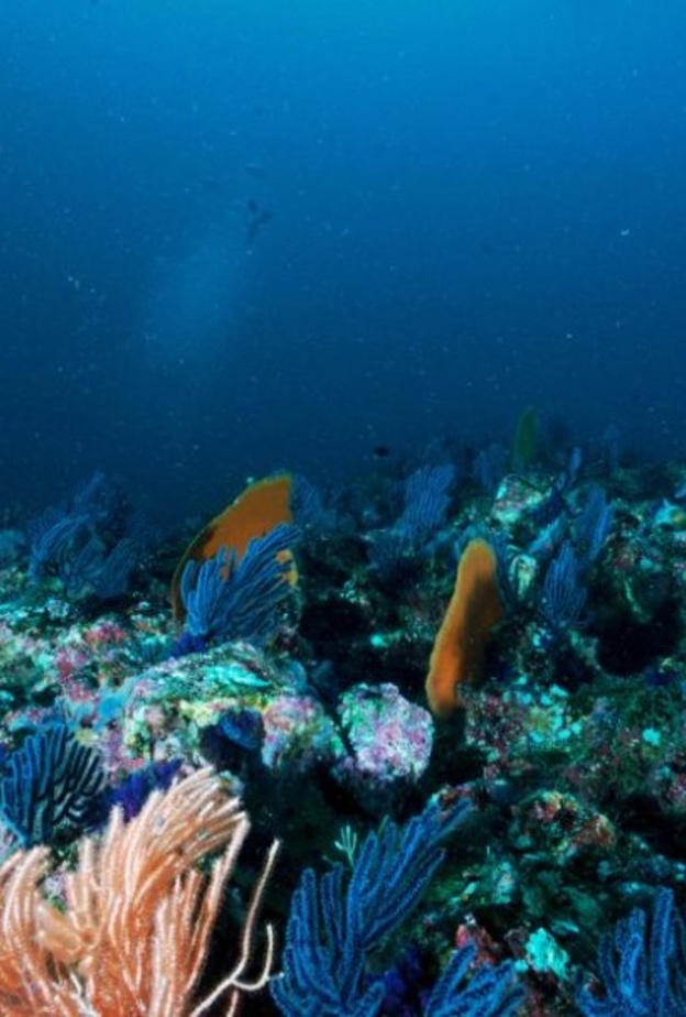 Francisco Jess Navarro Hernndez