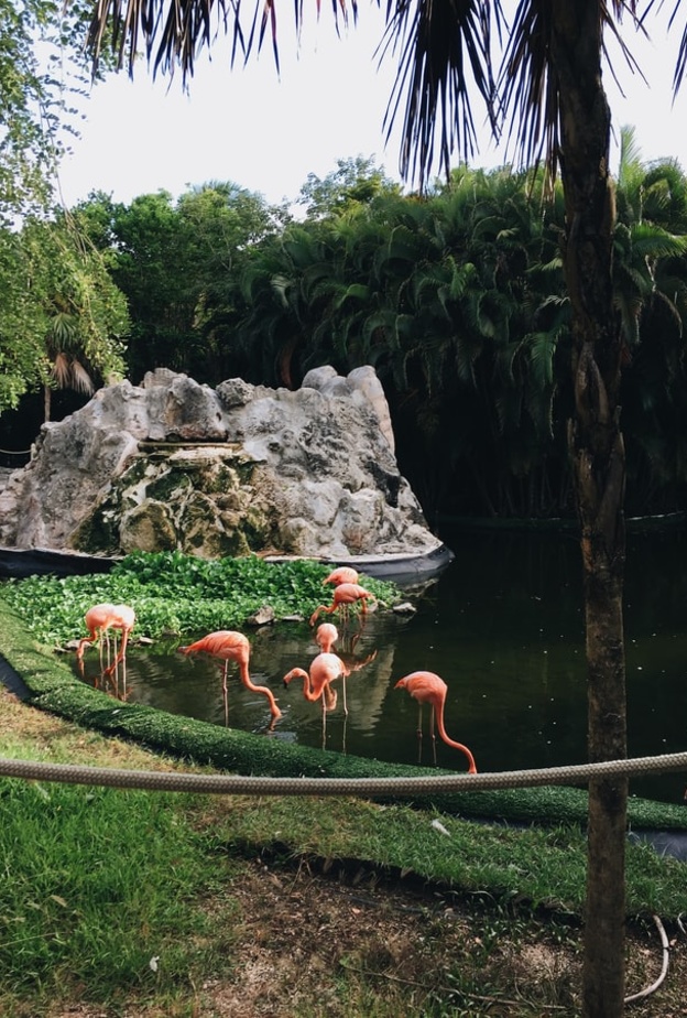 حديقة حيوان أرتيس رويال Artis Royal Zoo بواسطة Ana San Juan