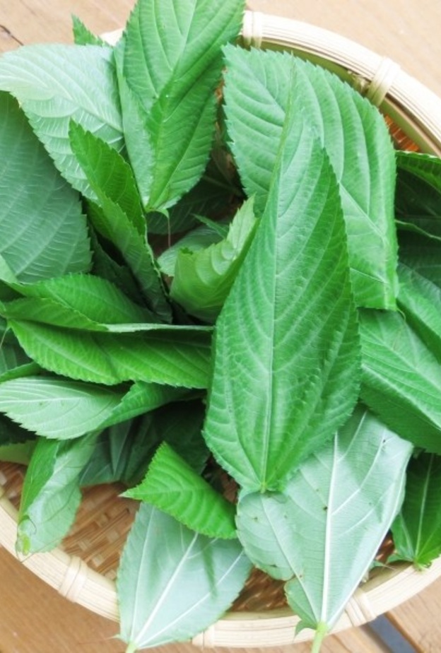 فوائد الملوخية الصحية