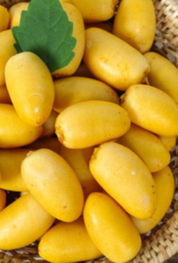 فوائد البلح الصحية