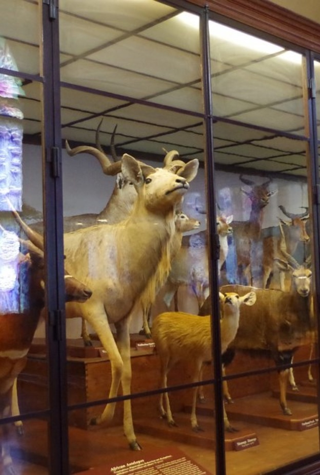 متحف التاريخ الطبيعي بواسطة Ajale