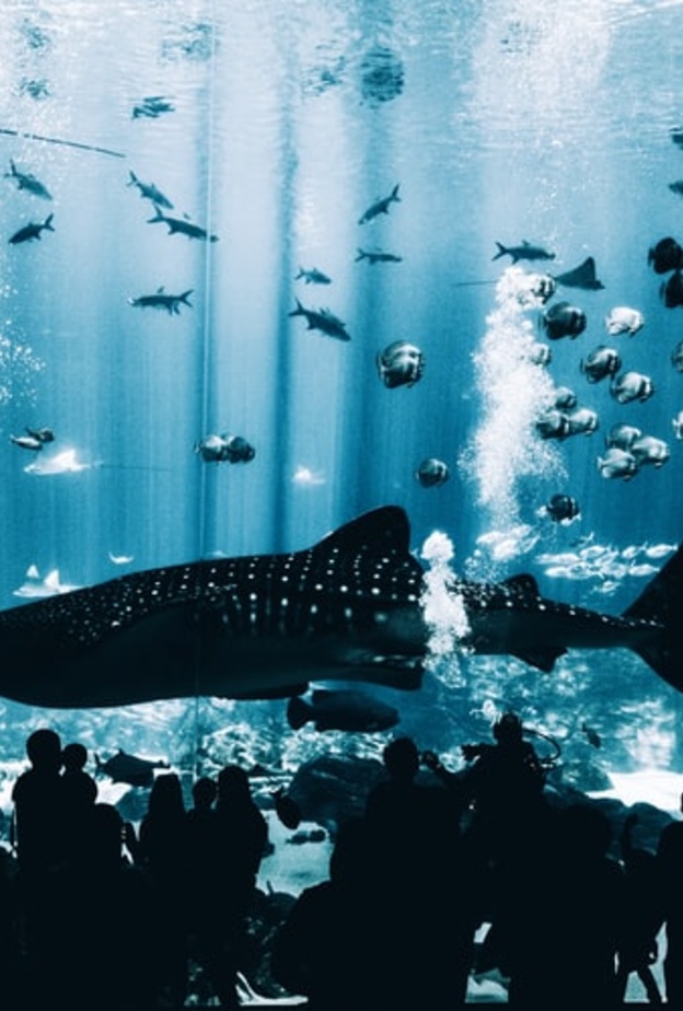  جورجيا أكواريوم Georgia Aquarium، جورجيا بواسطة Matt Helbig