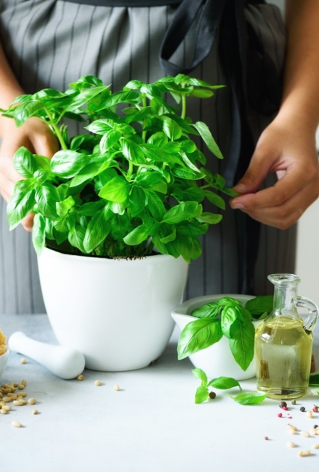 ما هو الحبق وماهي فوائده