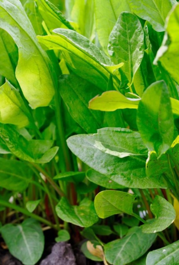 فوائد الحميض الصحية