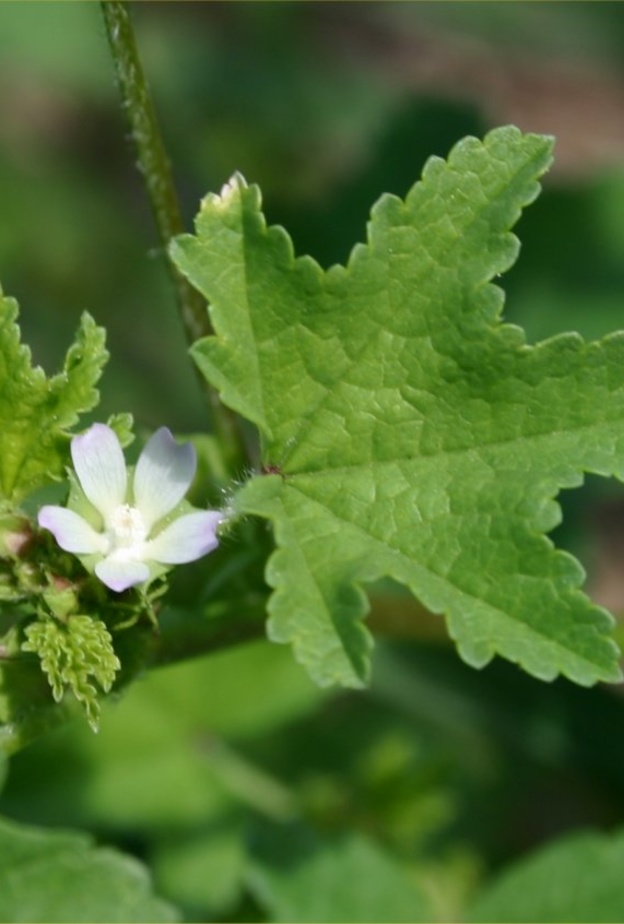 تمتاز الخبيزة بفوائد صحية عديدة